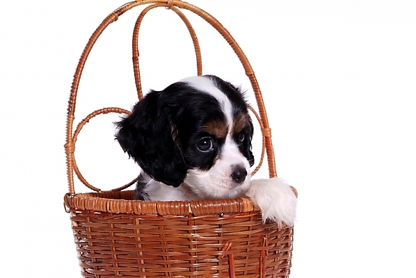 포토 JPG 스튜디오촬영 동물 척추동물 한마리 육지동물 반려견 포유류 사람없음 반려동물 바구니 코커스패니얼 스패니얼 개 강아지 아메리칸코커스패니얼 반려 국내포토 1 실내 파일형식