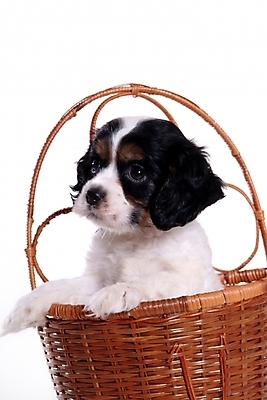 포토 JPG 스튜디오촬영 동물 척추동물 한마리 육지동물 반려견 포유류 사람없음 반려동물 바구니 코커스패니얼 스패니얼 개 강아지 아메리칸코커스패니얼 반려 국내포토 1 실내 파일형식