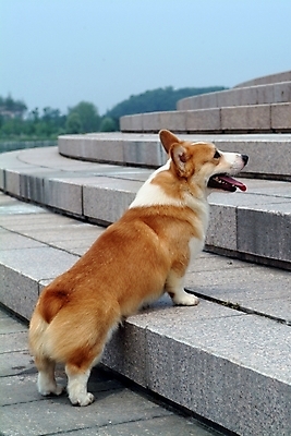 포토 JPG 주간 동물 척추동물 한마리 육지동물 반려견 포유류 하늘 산 사람없음 야외 반려동물 계단 개 강아지 동물라이프 반려 웰시코기 국내포토 자연요소 1 라이프스타일 파일형식