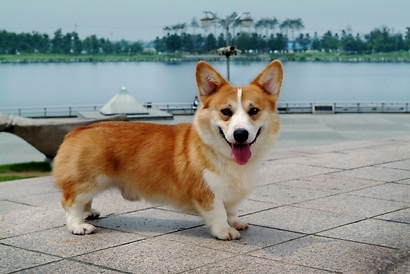포토 JPG 주간 나무 식물 동물 척추동물 한마리 육지동물 반려견 가로등 포유류 하늘 사람없음 야외 반려동물 강 개 강아지 동물라이프 반려 웰시코기 국내포토 자연요소 1 라이프스타일 공공시설 파일형식