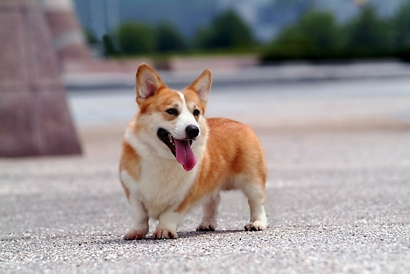 포토 JPG 주간 동물 척추동물 한마리 육지동물 반려견 포유류 사람없음 야외 반려동물 개 강아지 동물라이프 반려 웰시코기 국내포토 자연요소 1 라이프스타일 파일형식