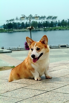 포토 JPG 주간 나무 식물 동물 척추동물 한마리 육지동물 반려견 포유류 하늘 사람없음 야외 반려동물 강 개 강아지 동물라이프 반려 웰시코기 국내포토 자연요소 1 라이프스타일 파일형식