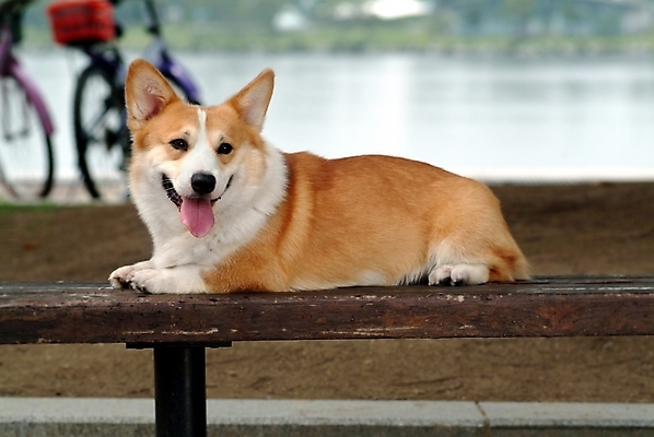 포토 JPG 주간 동물 척추동물 한마리 육지동물 반려견 포유류 사람없음 야외 반려동물 강 자전거 개 강아지 동물라이프 반려 웰시코기 국내포토 자연요소 1 라이프스타일 바이크 파일형식