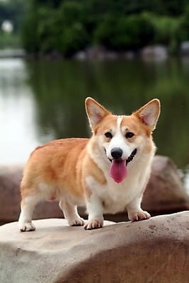 포토 JPG 주간 동물 척추동물 한마리 육지동물 반려견 호수 포유류 사람없음 야외 반려동물 돌_바위 바위 연못 개 강아지 동물라이프 반려 웰시코기 국내포토 자연요소 1 라이프스타일 파일형식