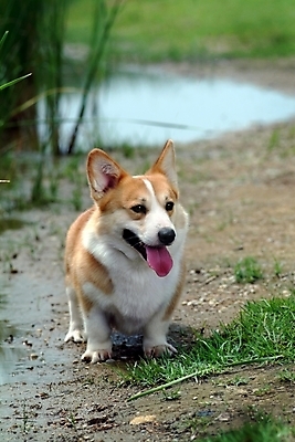 포토 JPG 주간 식물 동물 척추동물 한마리 육지동물 반려견 포유류 사람없음 야외 물 반려동물 풀 개 강아지 땅 동물라이프 반려 웰시코기 국내포토 자연요소 1 라이프스타일 파일형식