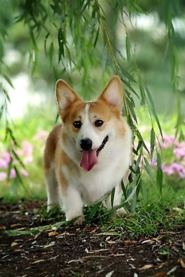 포토 JPG 주간 식물 동물 척추동물 한마리 육지동물 꽃 반려견 줄기 잎 포유류 나뭇잎 사람없음 야외 반려동물 개 강아지 동물라이프 반려 웰시코기 국내포토 자연요소 1 라이프스타일 파일형식