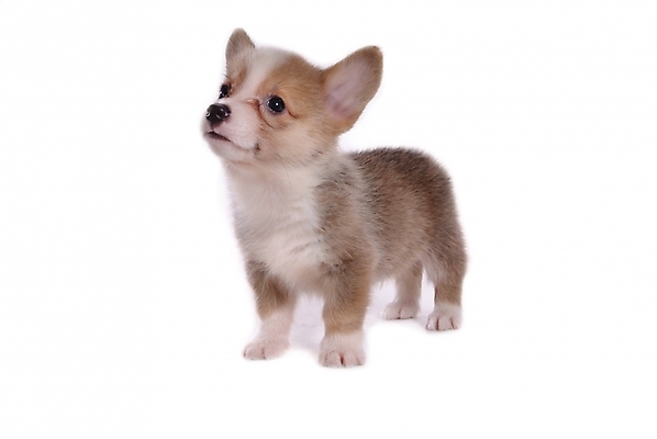 포토 JPG 스튜디오촬영 동물 척추동물 한마리 육지동물 반려견 포유류 사람없음 반려동물 개 강아지 반려 웰시코기 국내포토 1 실내 파일형식