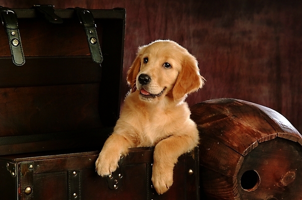 포토 JPG 동물 척추동물 한마리 육지동물 반려견 포유류 실내 통 사람없음 반려동물 개 골든리트리버 리트리버 강아지 보물상자 동물라이프 반려 술통 국내포토 1 라이프스타일 내부 파일형식