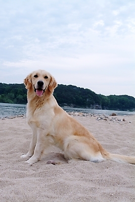 포토 JPG 주간 동물 구름 척추동물 한마리 육지동물 반려견 모래 포유류 하늘 산 사람없음 야외 반려동물 강 개 골든리트리버 리트리버 강아지 동물라이프 반려 국내포토 자연요소 1 라이프스타일 파일형식