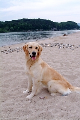 포토 JPG 주간 동물 구름 척추동물 한마리 육지동물 반려견 모래 포유류 하늘 산 사람없음 야외 반려동물 강 개 골든리트리버 리트리버 강아지 동물라이프 반려 국내포토 자연요소 1 라이프스타일 파일형식