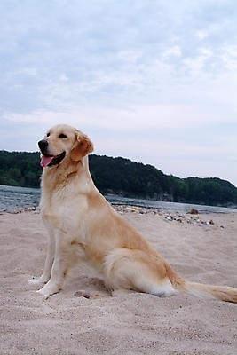 포토 JPG 주간 동물 구름 척추동물 한마리 육지동물 반려견 모래 포유류 하늘 산 사람없음 야외 반려동물 강 개 골든리트리버 리트리버 강아지 동물라이프 반려 국내포토 자연요소 1 라이프스타일 파일형식