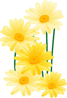 EPS 클립아트 식물 계절 꽃잎 꽃 일러스트 자연 국화 가을꽃 사람없음 봄 소국 들국화 국내일러스트 생태계 파일형식 벡터 가을_계절