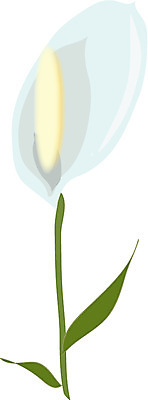 EPS 클립아트 식물 계절 꽃잎 꽃 화초 줄기 잎 일러스트 봄꽃 자연 사람없음 초록색 봄 스파트필럼 국내일러스트 컬러 생태계 파일형식 벡터