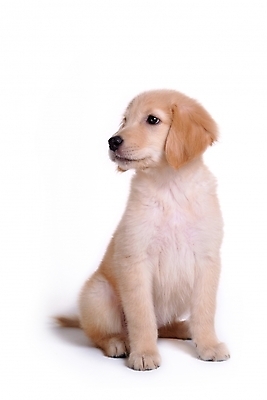 포토 JPG 스튜디오촬영 동물 척추동물 한마리 육지동물 반려견 포유류 사람없음 반려동물 개 골든리트리버 리트리버 강아지 반려 국내포토 1 실내 파일형식