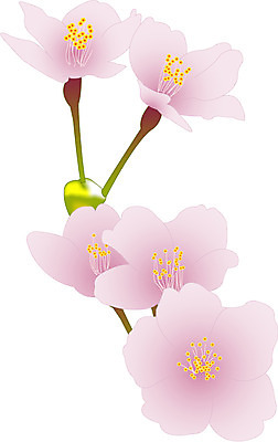 EPS 클립아트 식물 계절 꽃잎 꽃 화초 줄기 잎 일러스트 봄꽃 자연 사람없음 봄 매화 국내일러스트 생태계 파일형식 벡터