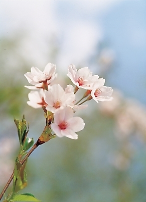 포토 JPG 주간 식물 꽃 여러송이 풍경 근접촬영 사람없음 야외 봄 벚꽃 일본국화 국내포토 자연요소 계절 뷰포인트 다수 파일형식