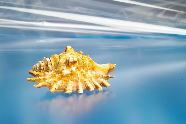 포토 JPG 자연 어패류 연체동물 갑각류 사람없음 장식 껍질 소라 고둥 뿔소라 국내포토 동물 무척추동물 생태계 파일형식