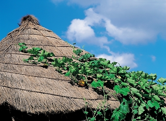 포토 JPG 주간 시설물 건축 로우앵글 자연 지붕 주택 초가집 풍경 근접촬영 사람없음 야외 덩굴 호박넝쿨 국내포토 자연요소 식물 건축물 뷰포인트 한옥 건물 생태계 파일형식