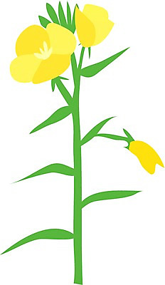 EPS 클립아트 식물 꽃 일러스트 여름꽃 자연 사람없음 풀 달맞이꽃 국내일러스트 생태계 파일형식 벡터 여름_계절