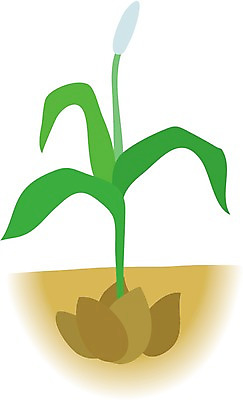 EPS 클립아트 식물 일러스트 사람없음 흙 뿌리 알뿌리 국내일러스트 파일형식 벡터