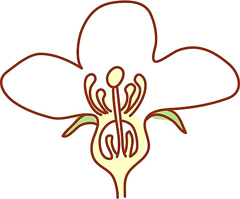 EPS 클립아트 식물 꽃 과일 일러스트 단면 사람없음 성장 흰색 성장과정 사과꽃 국내일러스트 컬러 과정 파일형식 벡터