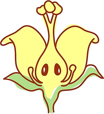 EPS 클립아트 식물 열매 꽃 과일 일러스트 단면 감 사람없음 노란색 성장 성장과정 감꽃 국내일러스트 컬러 과정 파일형식 벡터