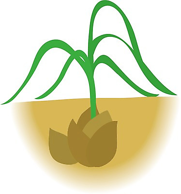 EPS 클립아트 식물 일러스트 사람없음 흙 뿌리 알뿌리 국내일러스트 파일형식 벡터