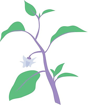 EPS 클립아트 식물 꽃 줄기 잎 일러스트 여름꽃 자연 사람없음 나뭇가지 가지꽃 국내일러스트 나무 생태계 파일형식 벡터 여름_계절