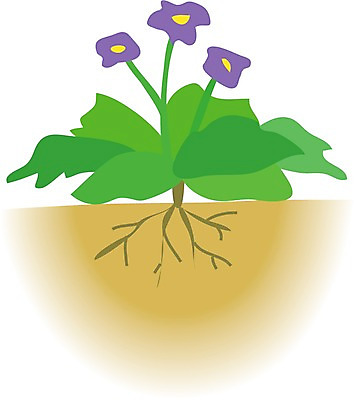EPS 클립아트 식물 꽃 일러스트 봄꽃 자연 사람없음 흙 땅 팬지 국내일러스트 봄 생태계 파일형식 벡터