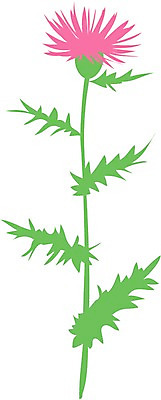 EPS 클립아트 식물 꽃 분홍색 일러스트 사람없음 들꽃 야생초 엉겅퀴 국내일러스트 컬러 파일형식 벡터