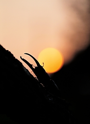 포토 JPG 동물 실루엣 곤충 절지류 자연 근접촬영 사람없음 야외 풍뎅이 국내포토 뷰포인트 촬영기법 생태계 파일형식