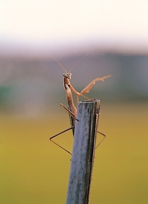 포토 JPG 동물 한마리 곤충 절지류 자연 근접촬영 사람없음 야외 사마귀 국내포토 1 뷰포인트 생태계 파일형식