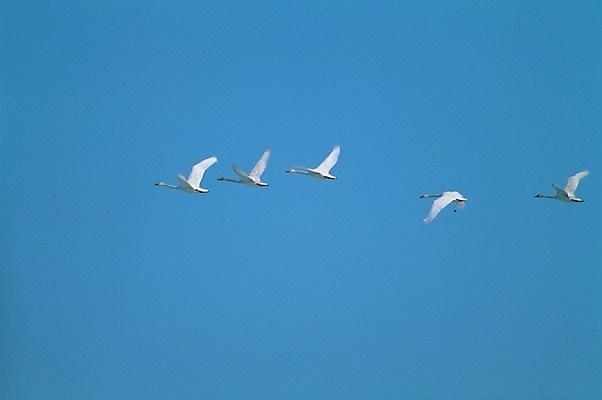 포토 JPG 주간 동물 척추동물 로우앵글 갈매기 조류 사람없음 야외 국내포토 자연요소 뷰포인트 파일형식