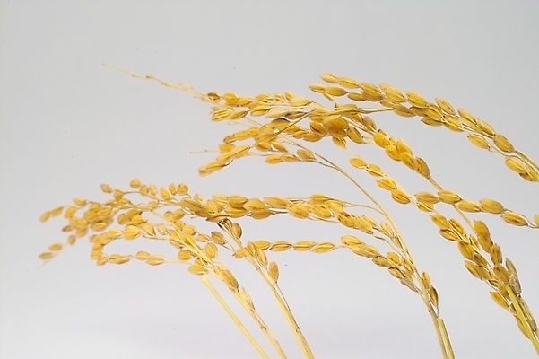 포토 JPG 스튜디오촬영 식물 열매 음식 농업 자연 곡류 사람없음 농작물 농사 추수 벼 쌀 가을 이삭 나락 국내포토 계절 산업 실내 생태계 파일형식