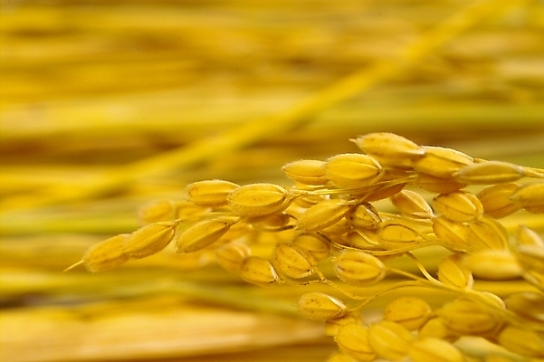 포토 JPG 스튜디오촬영 식물 열매 음식 농업 자연 곡류 사람없음 농작물 농사 추수 벼 쌀 가을 이삭 추분 나락 국내포토 계절 산업 실내 절기 생태계 파일형식