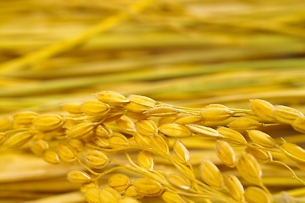 포토 JPG 스튜디오촬영 식물 열매 음식 농업 자연 곡류 사람없음 농작물 농사 추수 벼 쌀 가을 이삭 추분 나락 국내포토 계절 산업 실내 절기 생태계 파일형식