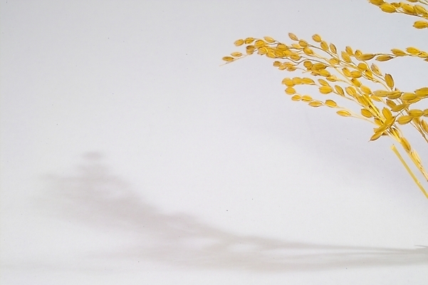 포토 JPG 스튜디오촬영 식물 열매 음식 농업 자연 곡류 사람없음 농작물 농사 추수 벼 쌀 가을 이삭 나락 국내포토 계절 산업 실내 생태계 파일형식