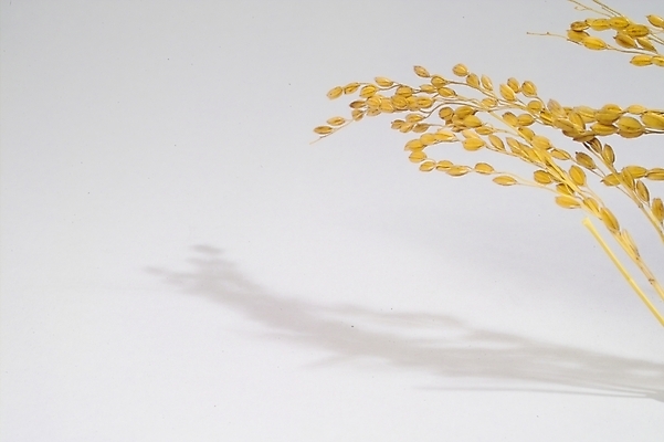 포토 JPG 스튜디오촬영 식물 열매 음식 농업 자연 곡류 사람없음 농작물 농사 추수 벼 쌀 가을 이삭 나락 국내포토 계절 산업 실내 생태계 파일형식