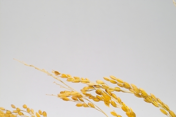 포토 JPG 스튜디오촬영 식물 열매 음식 농업 자연 곡류 사람없음 농작물 농사 추수 벼 쌀 가을 이삭 나락 국내포토 계절 산업 실내 생태계 파일형식