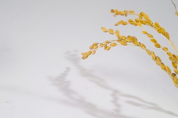 포토 JPG 스튜디오촬영 식물 열매 음식 농업 자연 곡류 사람없음 농작물 농사 추수 벼 쌀 가을 이삭 나락 국내포토 계절 산업 실내 생태계 파일형식