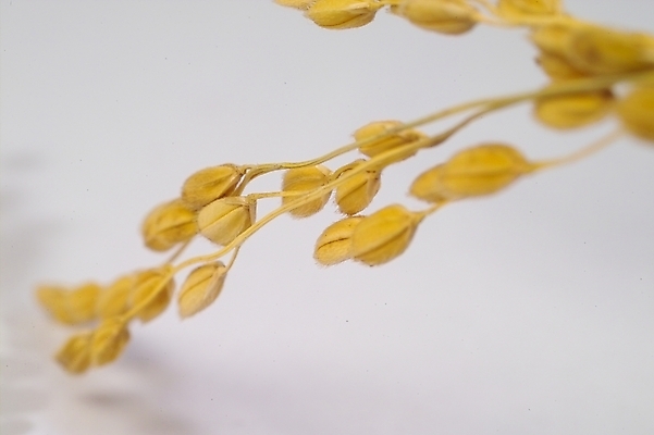 포토 JPG 스튜디오촬영 식물 열매 음식 농업 자연 곡류 사람없음 농작물 농사 추수 벼 쌀 가을 이삭 나락 국내포토 계절 산업 실내 생태계 파일형식