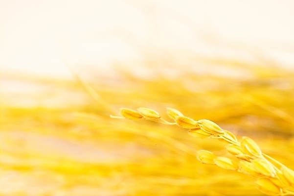 포토 JPG 스튜디오촬영 식물 열매 음식 농업 자연 곡류 사람없음 농작물 농사 추수 벼 쌀 가을 이삭 나락 국내포토 계절 산업 실내 생태계 파일형식