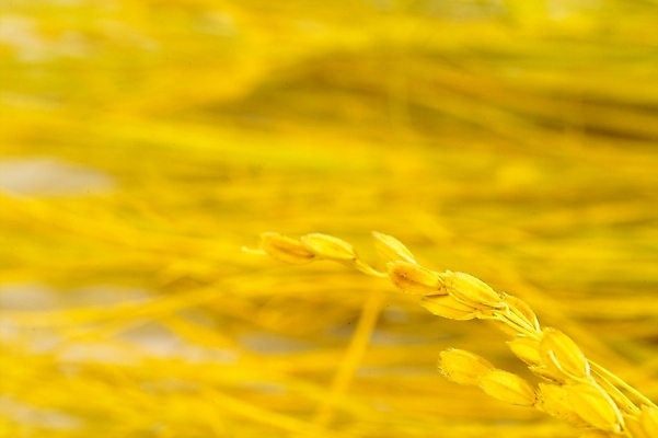 포토 JPG 스튜디오촬영 식물 열매 음식 농업 자연 곡류 사람없음 농작물 농사 추수 벼 쌀 가을 이삭 나락 국내포토 계절 산업 실내 생태계 파일형식