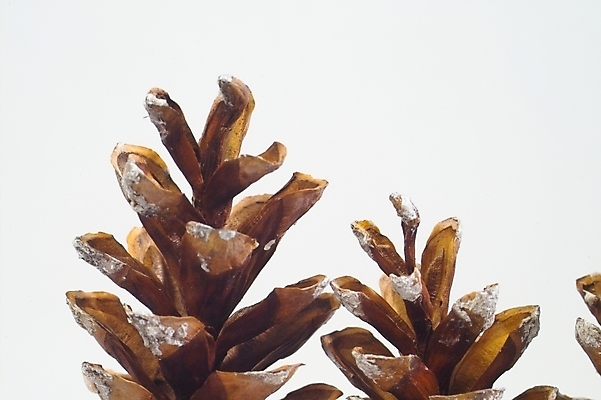 포토 JPG 스튜디오촬영 나무 식물 열매 자연 사람없음 소나무 솔방울 송진 국내포토 실내 생태계 파일형식