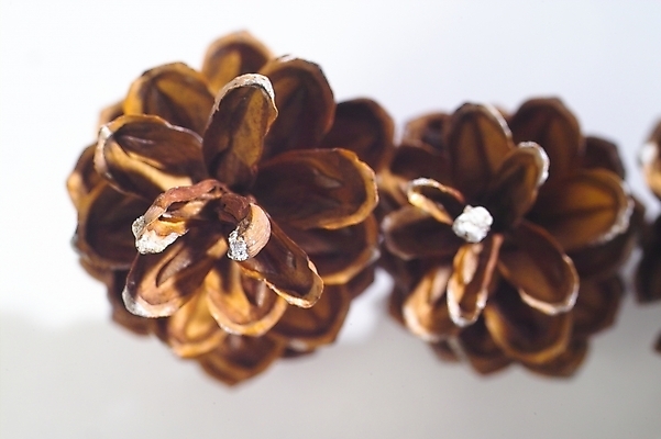 포토 JPG 스튜디오촬영 나무 식물 열매 자연 사람없음 하이앵글 소나무 솔방울 송진 국내포토 뷰포인트 실내 생태계 파일형식