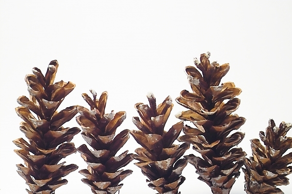 포토 JPG 스튜디오촬영 나무 식물 열매 자연 사람없음 소나무 솔방울 송진 국내포토 실내 생태계 파일형식