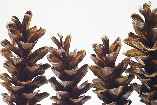 포토 JPG 스튜디오촬영 나무 식물 열매 자연 사람없음 소나무 솔방울 송진 국내포토 실내 생태계 파일형식