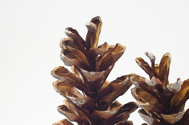 포토 JPG 스튜디오촬영 나무 식물 열매 자연 사람없음 소나무 솔방울 송진 국내포토 실내 생태계 파일형식