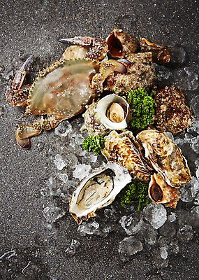 포토 JPG 스튜디오촬영 식재료 어패류 실내 사람없음 얼음 꽃게 굴 소라 해산물 국내포토 자연요소 동물 내부 게 파일형식