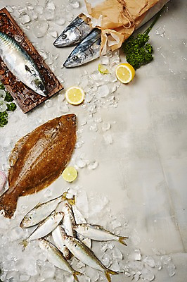 포토 JPG 스튜디오촬영 종이 식재료 회색배경 어패류 실내 어류 사람없음 얼음 레몬 해산물 고등어 광어 삼치 전어 카피스페이스 국내포토 자연요소 동물 백그라운드 과일 내부 수중동물 공백 회색 파일형식